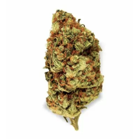Fleurs CBD Orange Bud