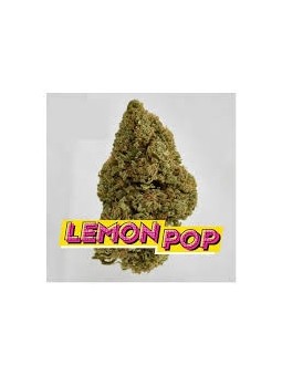Fleurs Cbd Lemon POP