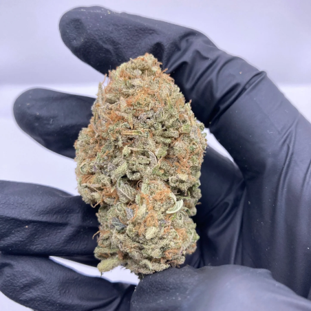 Dark Saphir CBD GR