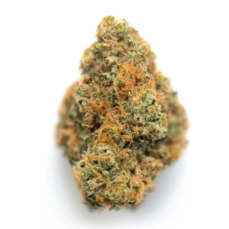 Orange Bitter CBD GR