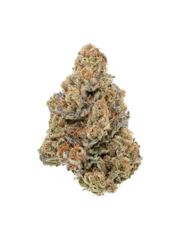 Gas Gas Fleur de CBD