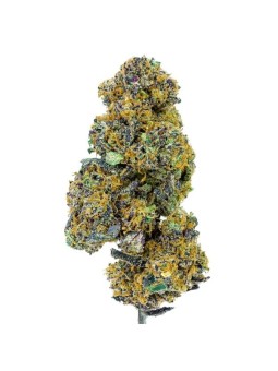 Blueberry Muffin Fleur CBD